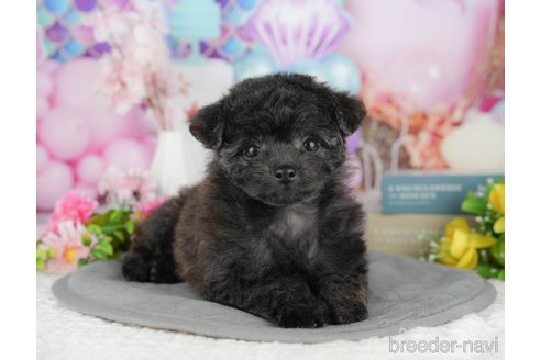 販売中の千葉県のミックス犬-388325の6枚目