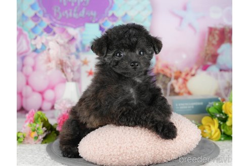 販売中の千葉県のミックス犬-388325の9枚目
