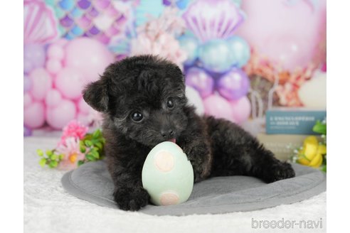 販売中の千葉県のミックス犬-388325の10枚目