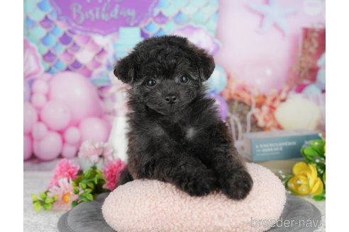 販売中の千葉県のミックス犬-388325の8枚目