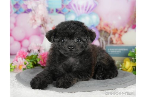 販売中の千葉県のミックス犬-388325の7枚目