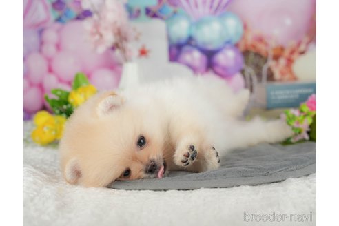 成約済の千葉県のポメラニアン-388384の8枚目