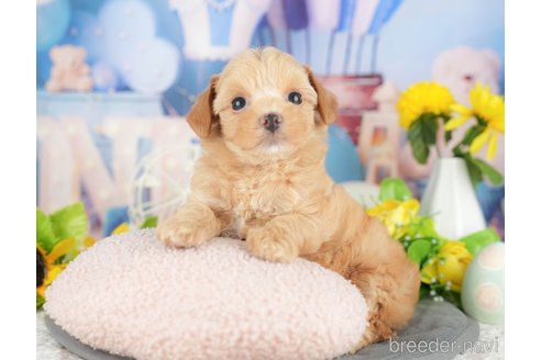 販売中の千葉県のミックス犬-388339の6枚目