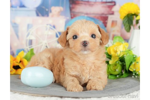 販売中の千葉県のミックス犬-388339の9枚目