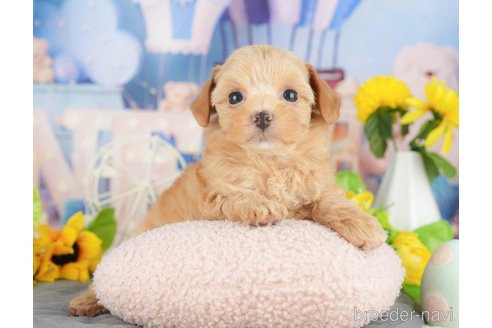 販売中の千葉県のミックス犬-388339の10枚目
