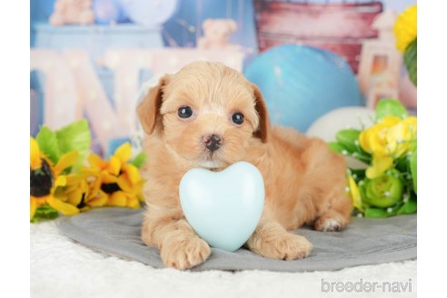 販売中の千葉県のミックス犬-388339の7枚目
