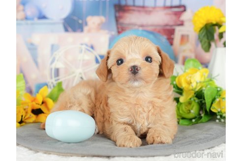販売中の千葉県のミックス犬-388339の12枚目