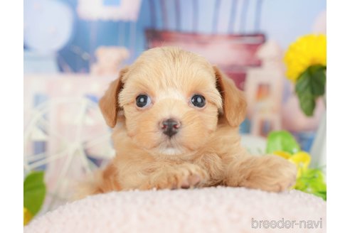 販売中の千葉県のミックス犬-388339の8枚目