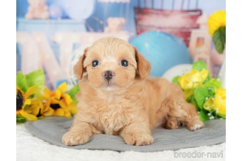 販売中の千葉県のミックス犬-388339の11枚目