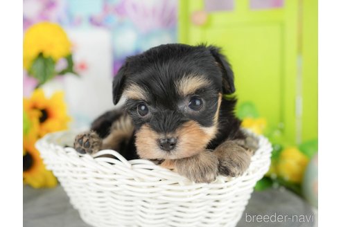 販売中の千葉県のミックス犬-388335の10枚目