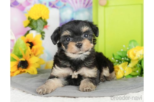 販売中の千葉県のミックス犬-388335
