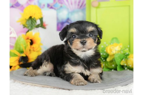 販売中の千葉県のミックス犬-388335の11枚目