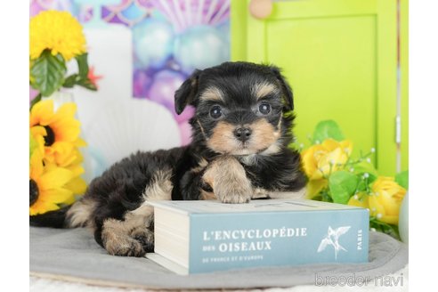 販売中の千葉県のミックス犬-388335の9枚目