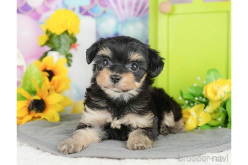 販売中の千葉県のミックス犬-388335の7枚目