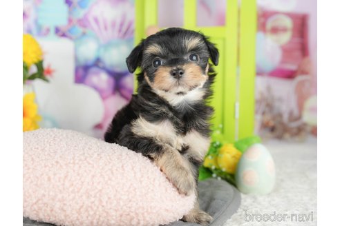 販売中の千葉県のミックス犬-388335の6枚目