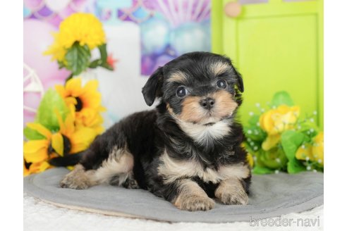販売中の千葉県のミックス犬-388335の8枚目