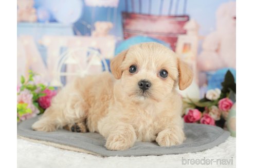 販売中の千葉県のミックス犬-388333