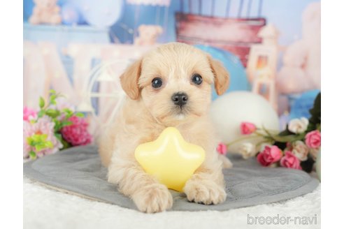 販売中の千葉県のミックス犬-388333の12枚目