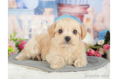 販売中の千葉県のミックス犬-388333の11枚目