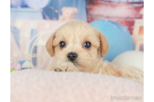 販売中の千葉県のミックス犬-388333の10枚目
