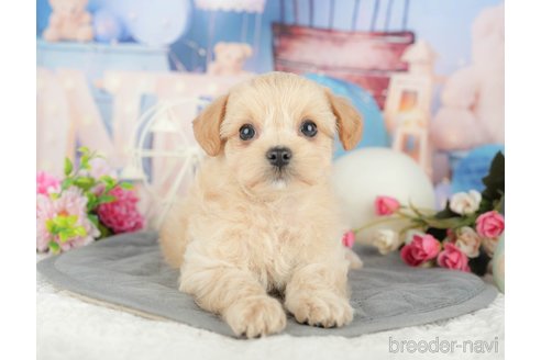 販売中の千葉県のミックス犬-388333の9枚目