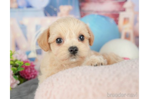 販売中の千葉県のミックス犬-388333の8枚目