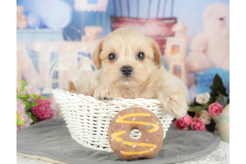 販売中の千葉県のミックス犬-388333の6枚目