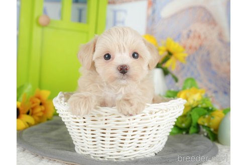 販売中の千葉県のミックス犬-388331の12枚目