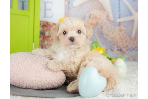 販売中の千葉県のミックス犬-388331