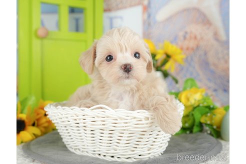 販売中の千葉県のミックス犬-388331の10枚目