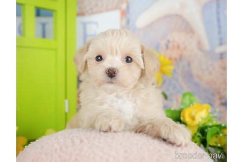 販売中の千葉県のミックス犬-388331の7枚目
