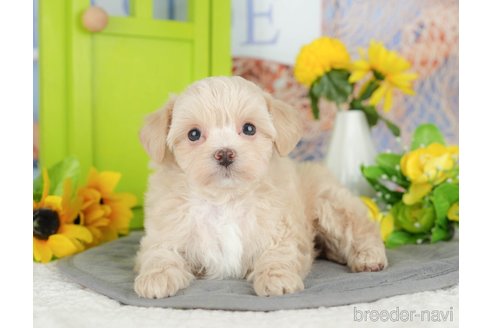 販売中の千葉県のミックス犬-388331の8枚目