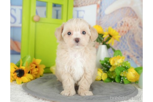 販売中の千葉県のミックス犬-388331の6枚目