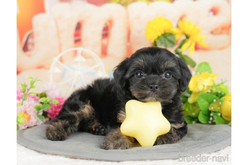 販売中の千葉県のミックス犬-388330の1枚目