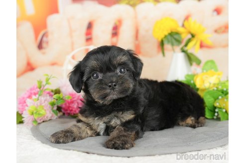 販売中の千葉県のミックス犬-388330の12枚目