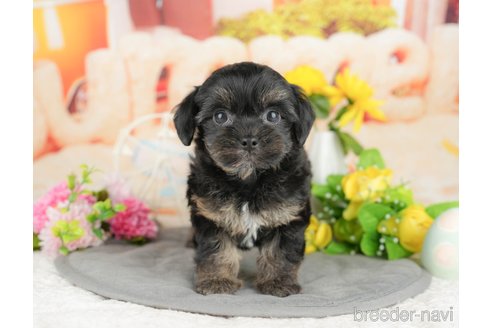 販売中の千葉県のミックス犬-388330の8枚目