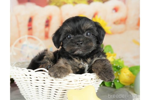 販売中の千葉県のミックス犬-388330の11枚目
