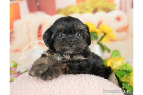 販売中の千葉県のミックス犬-388330の9枚目