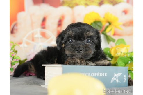 販売中の千葉県のミックス犬-388330の10枚目