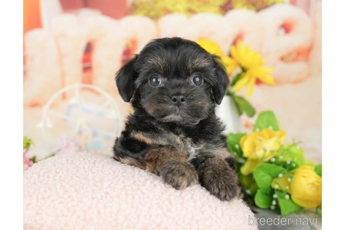 販売中の千葉県のミックス犬-388330の6枚目
