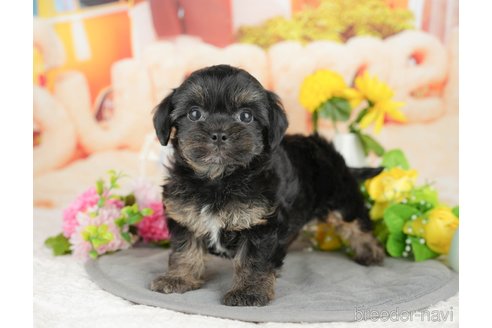 販売中の千葉県のミックス犬-388330の7枚目