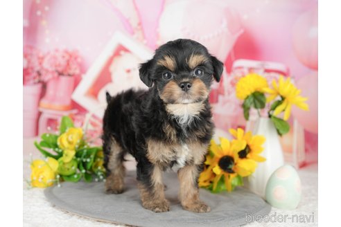 販売中の千葉県のミックス犬-388328の1枚目