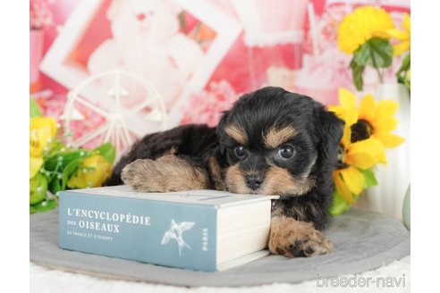 販売中の千葉県のミックス犬-388328の10枚目