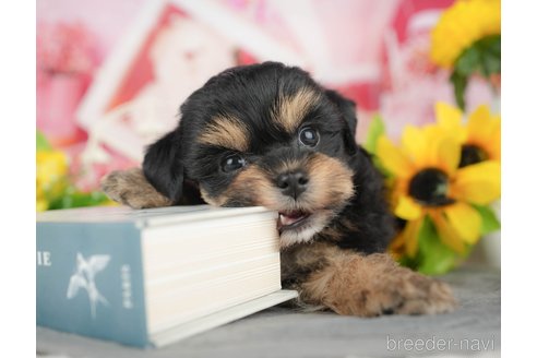 販売中の千葉県のミックス犬-388328の11枚目