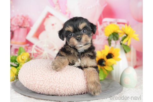 販売中の千葉県のミックス犬-388328の6枚目