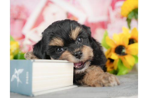 販売中の千葉県のミックス犬-388328の9枚目
