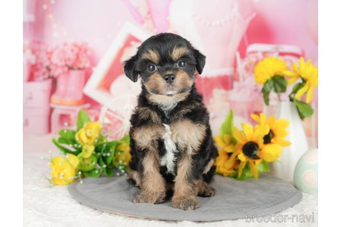 販売中の千葉県のミックス犬-388328の7枚目