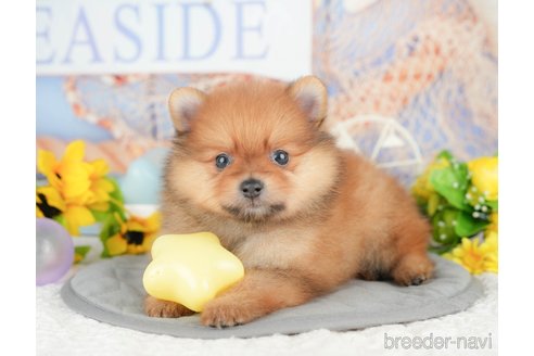 販売中の千葉県のポメラニアン-388315の8枚目