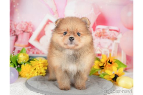 販売中の千葉県のポメラニアン-388312の1枚目