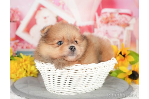 販売中の千葉県のポメラニアン-388312の10枚目